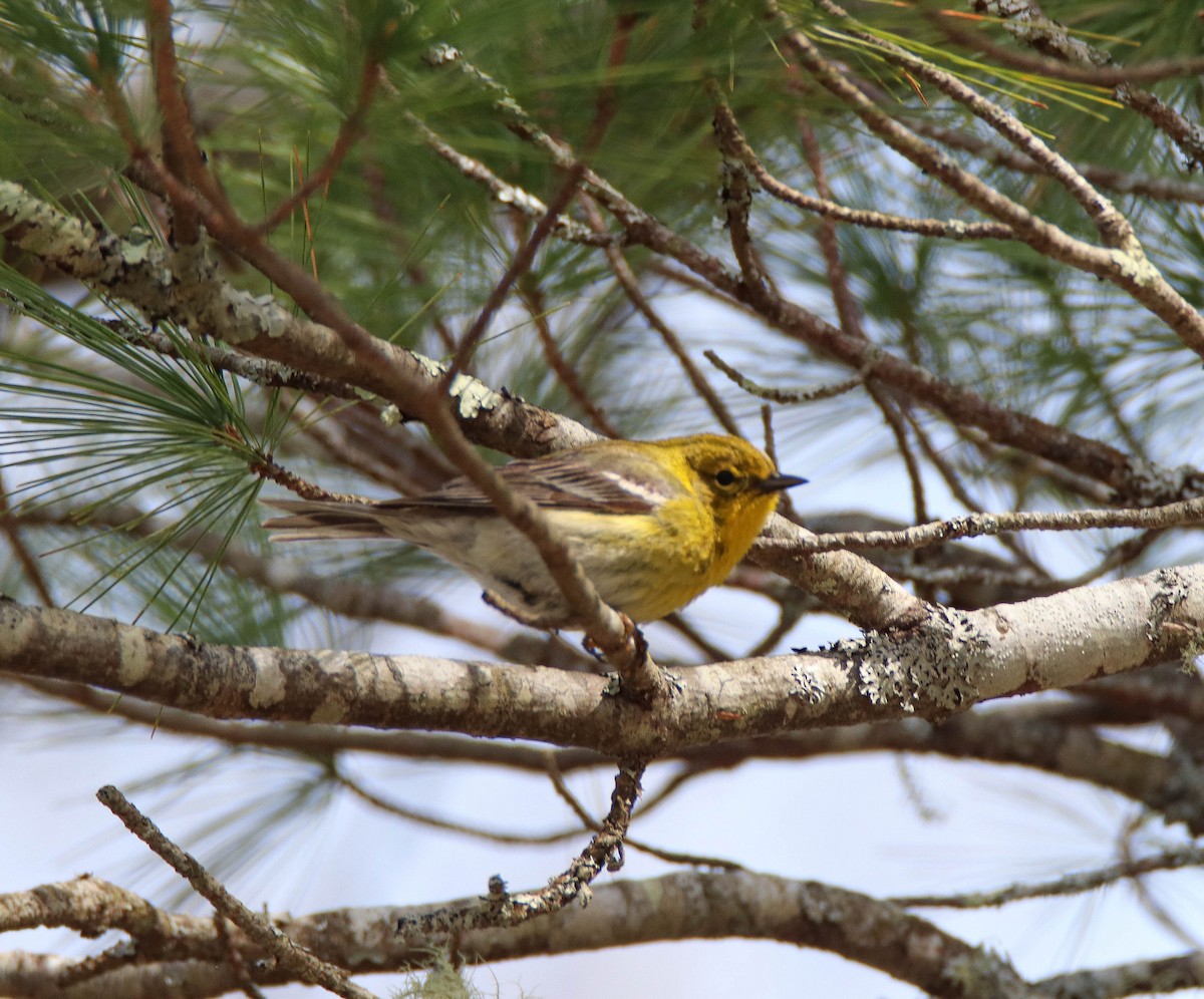 Pine Warbler - ML616211235