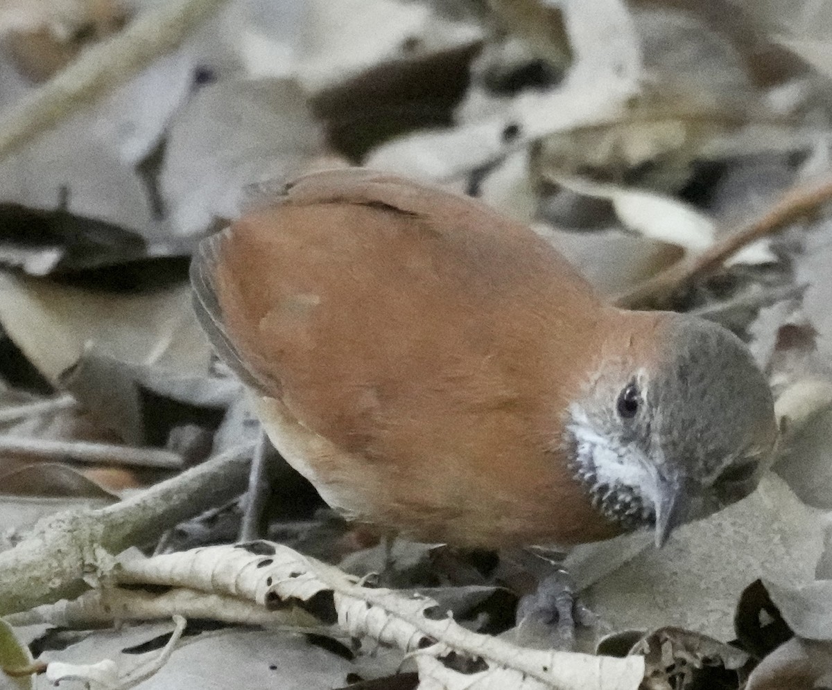 Hoary-throated Spinetail - ML616211244