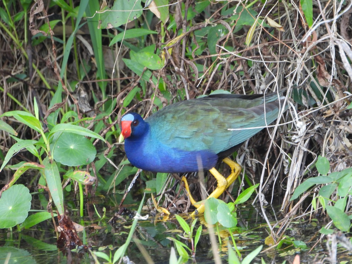 Purple Gallinule - ML616211267