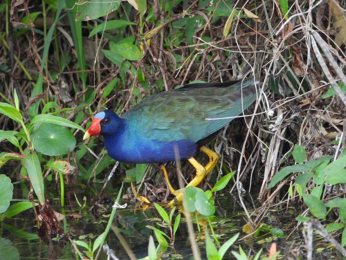 Purple Gallinule - ML616211271