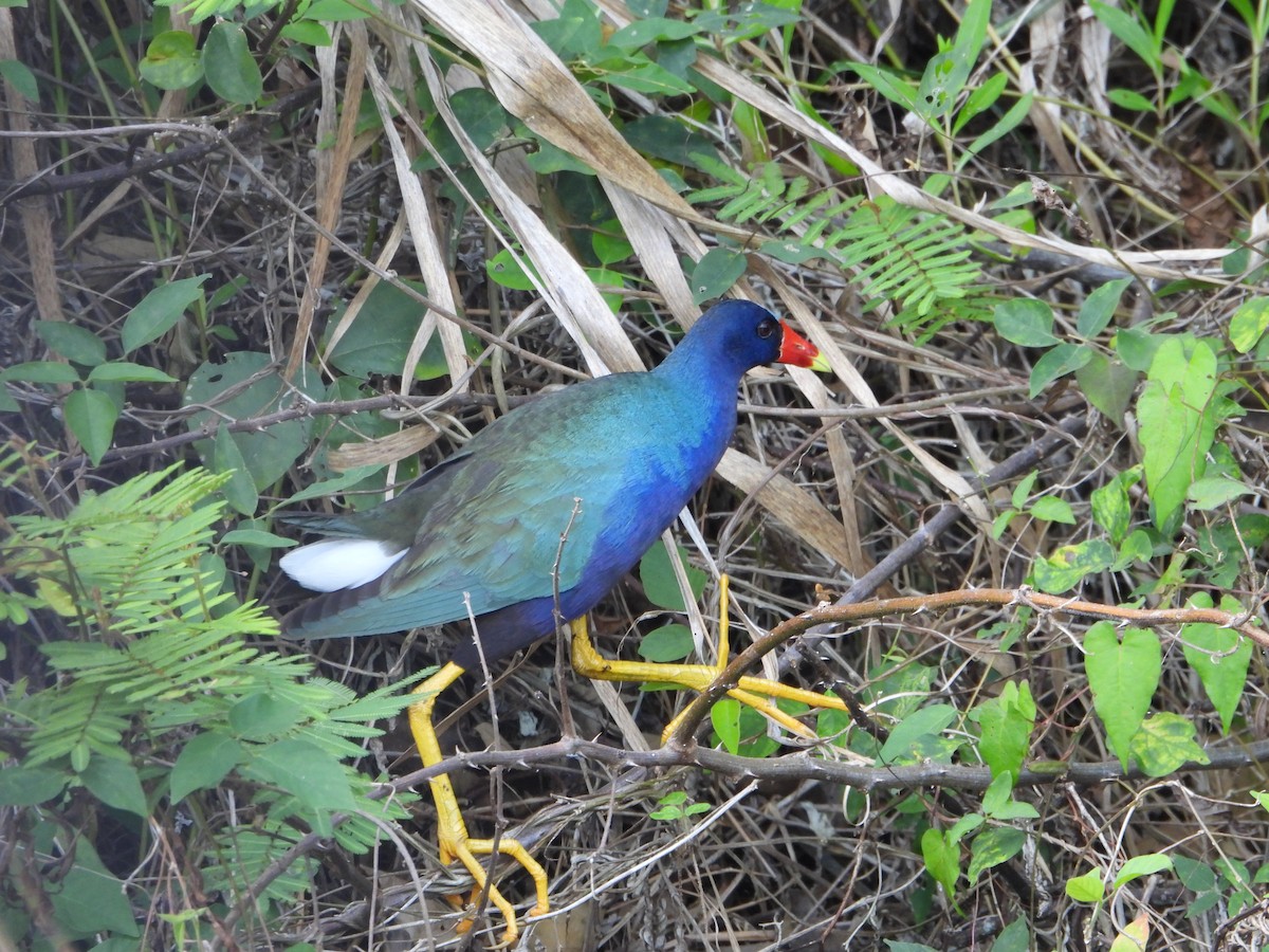 Purple Gallinule - ML616211272