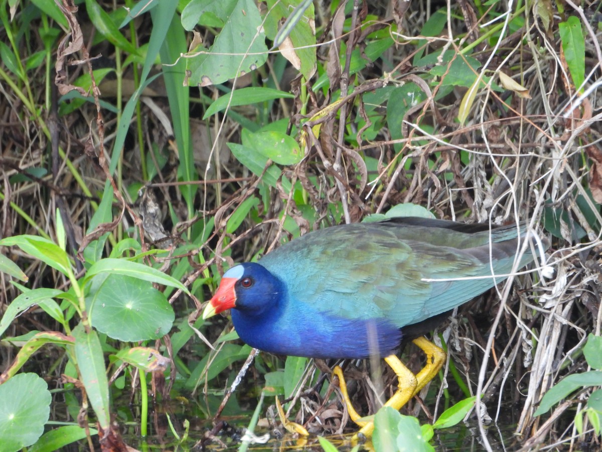 Purple Gallinule - ML616211273