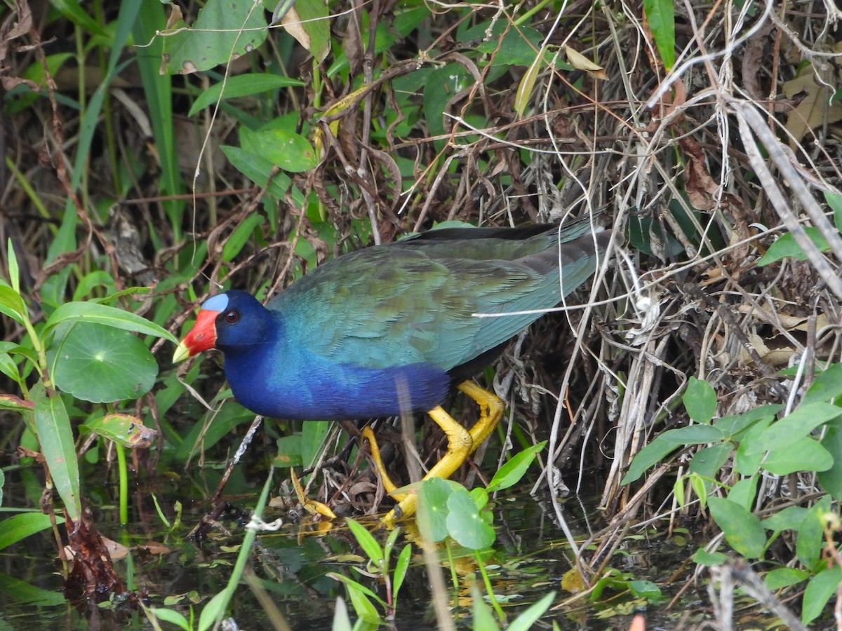 Purple Gallinule - ML616211276