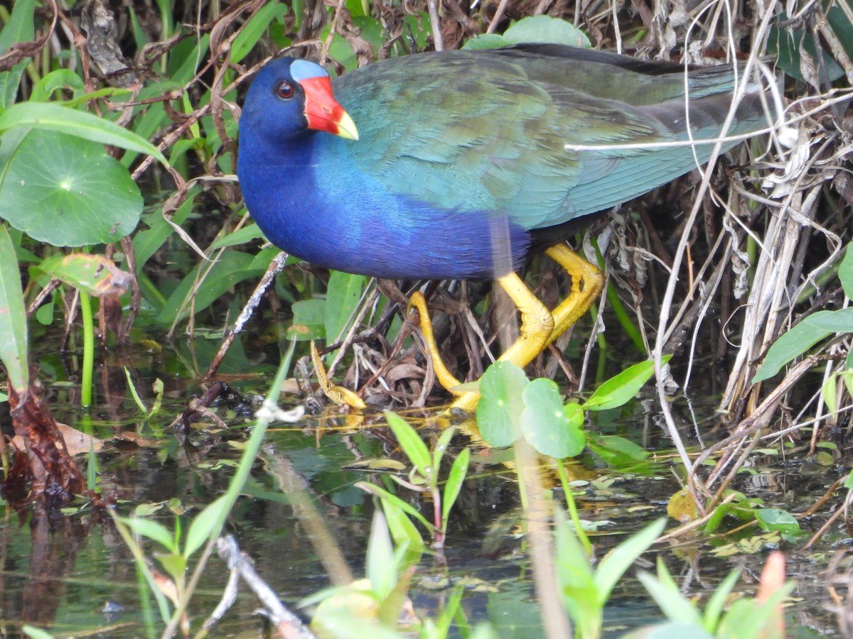 Purple Gallinule - ML616211277