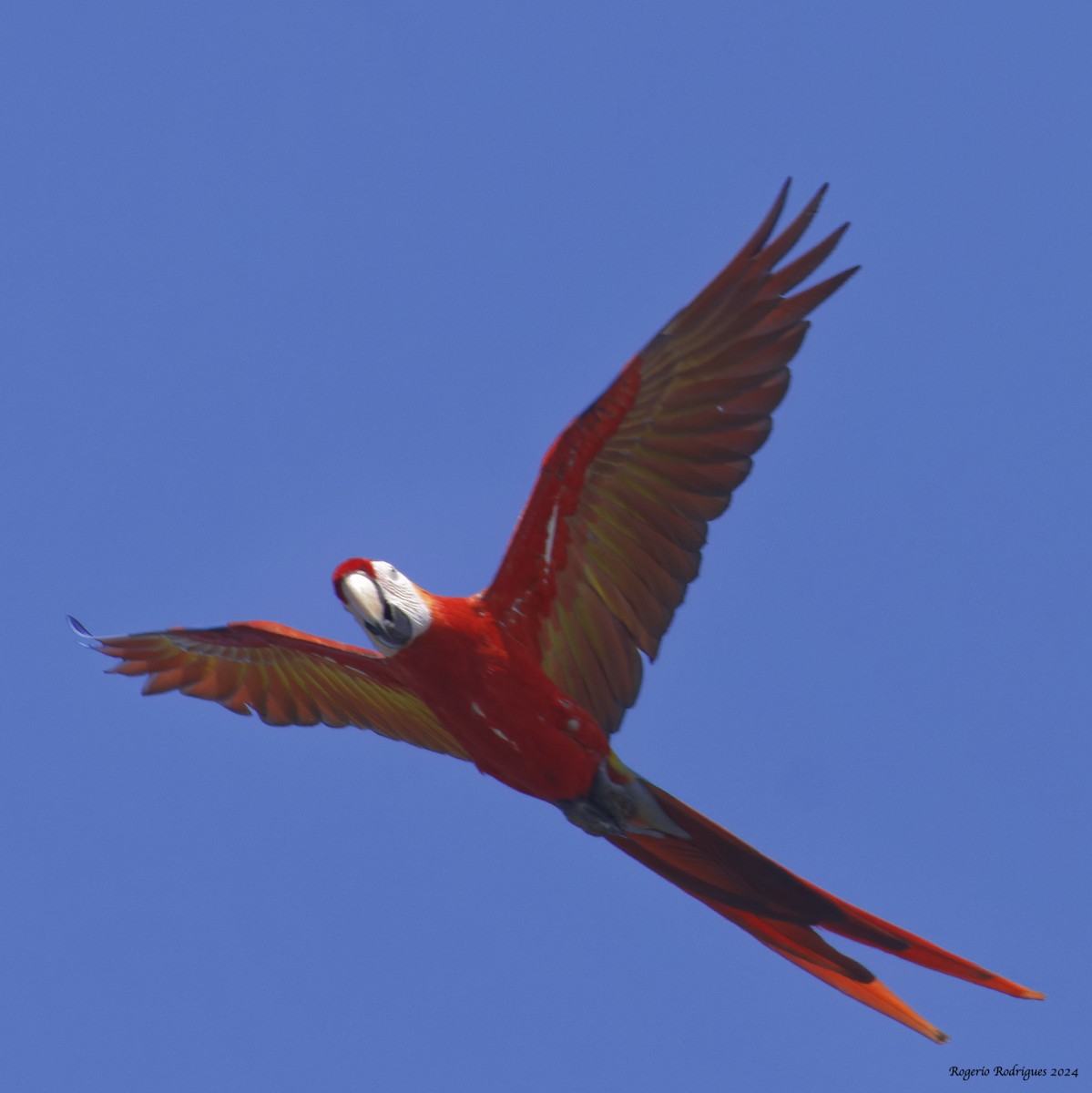 Scarlet Macaw - Rogério Rodrigues