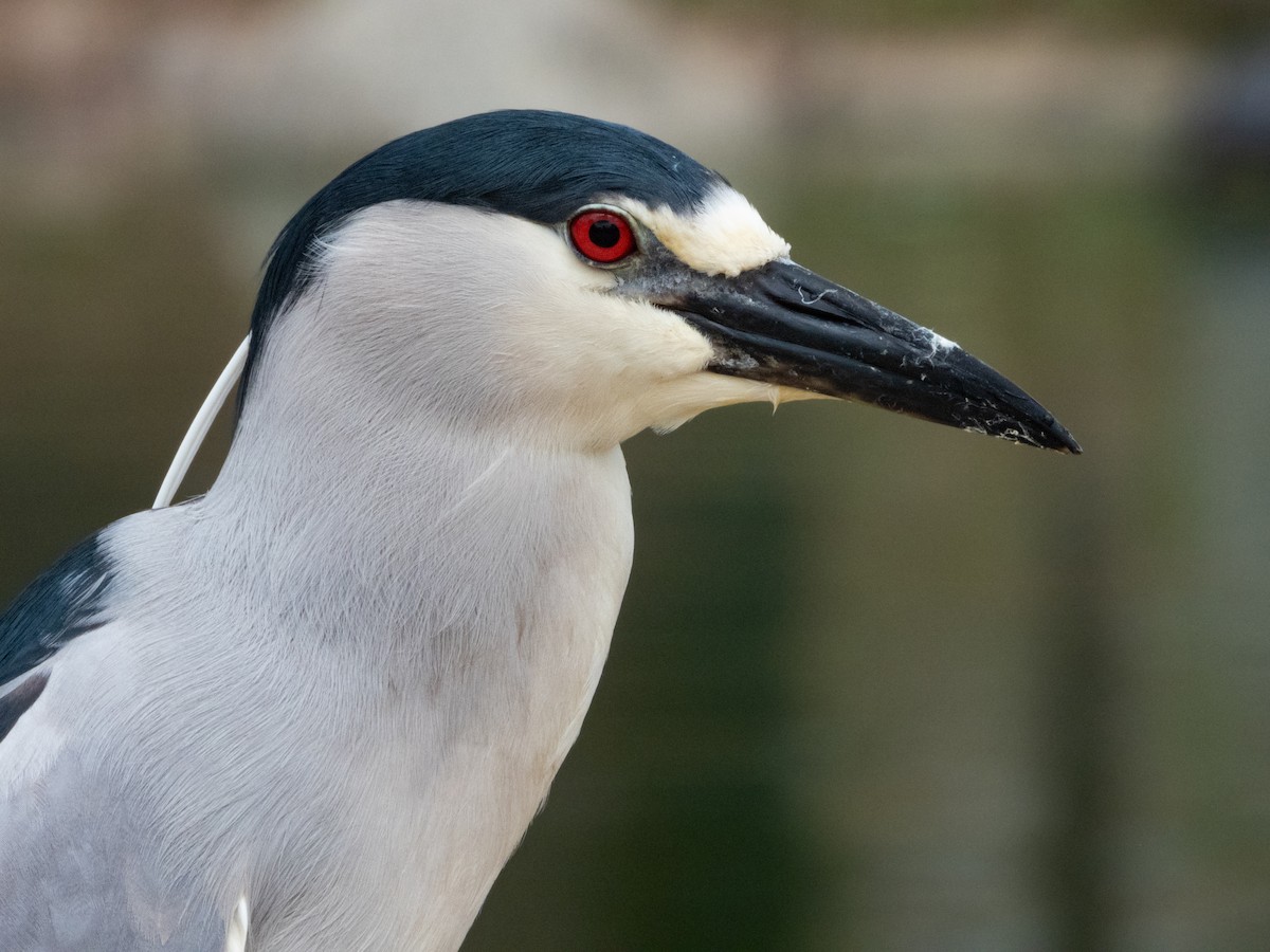 Black-crowned Night Heron - ML616211287