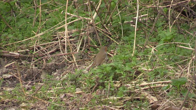 European Robin - ML616211290