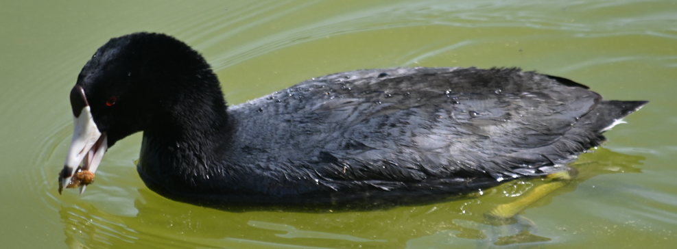 American Coot - ML616211344