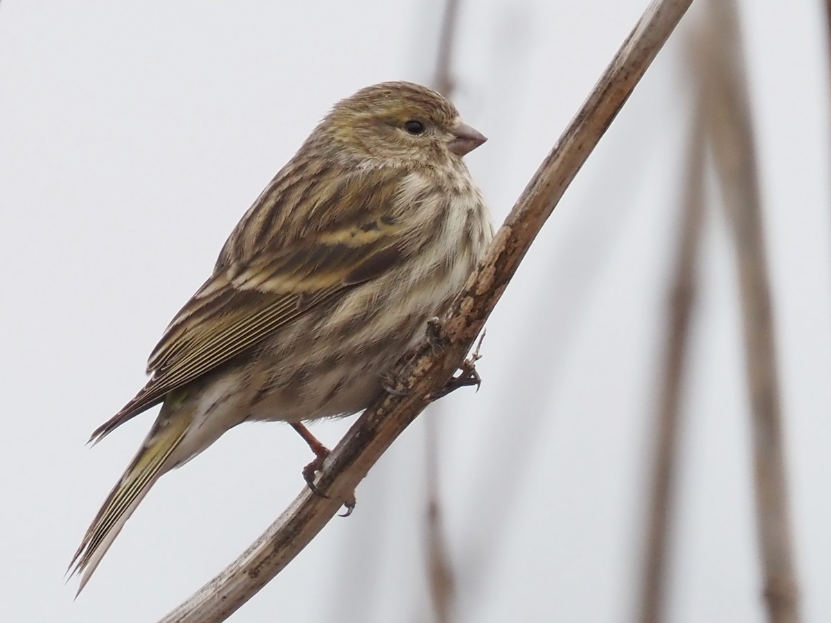 European Serin - ML616211375