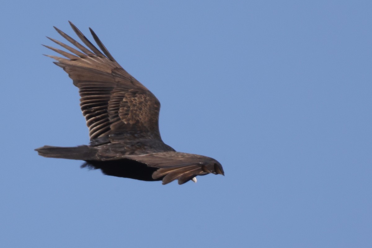 Turkey Vulture - ML616211509