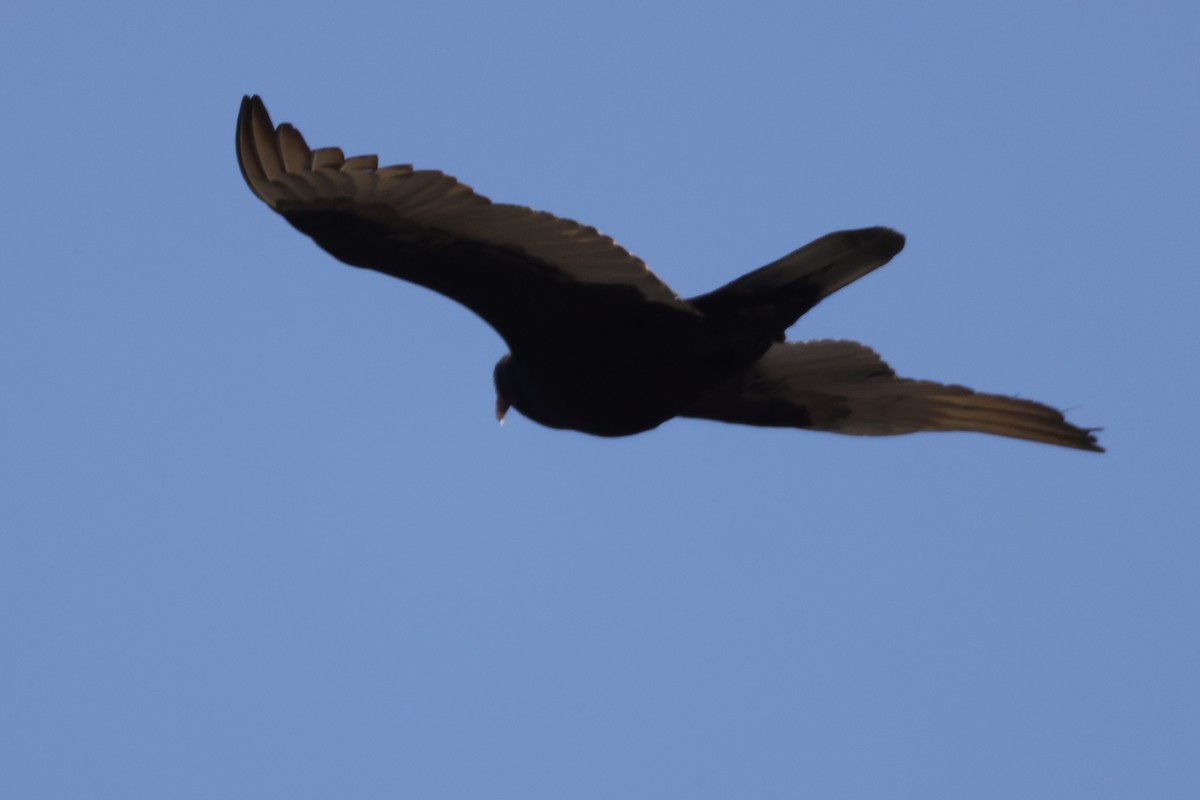 Turkey Vulture - ML616211510