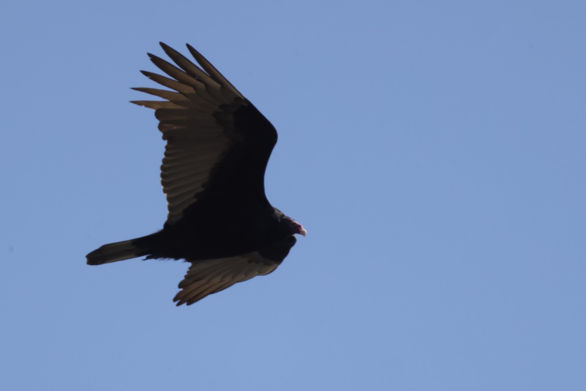 Turkey Vulture - ML616211511