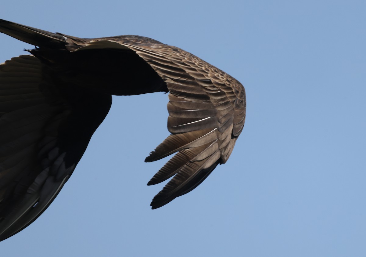 Turkey Vulture - ML616211512