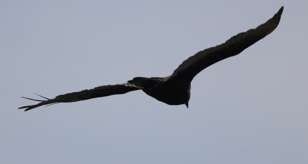 Turkey Vulture - ML616211513