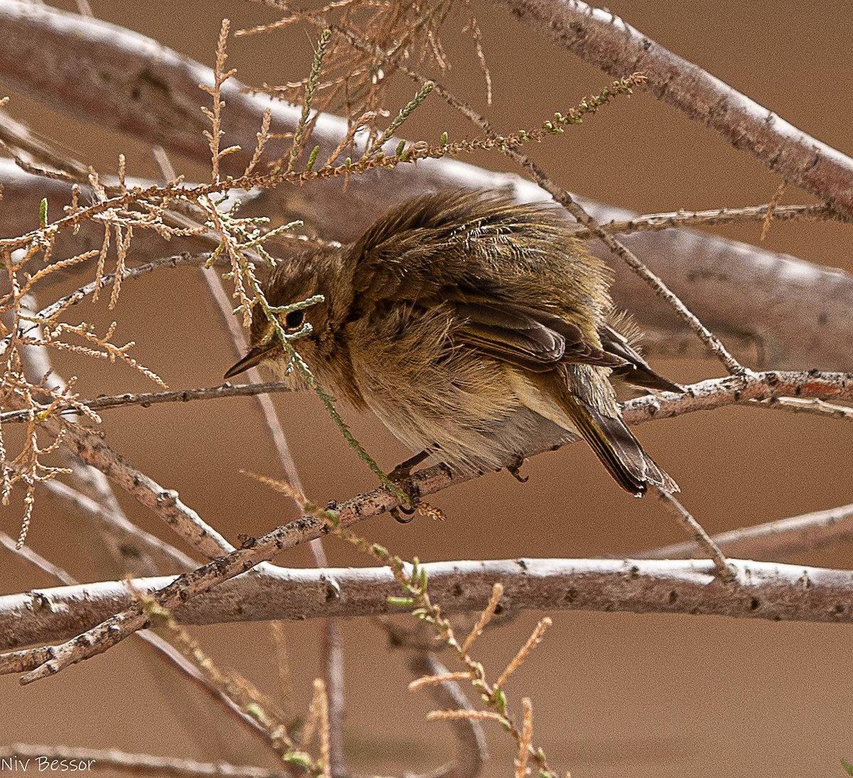 Common Chiffchaff - ML616211532