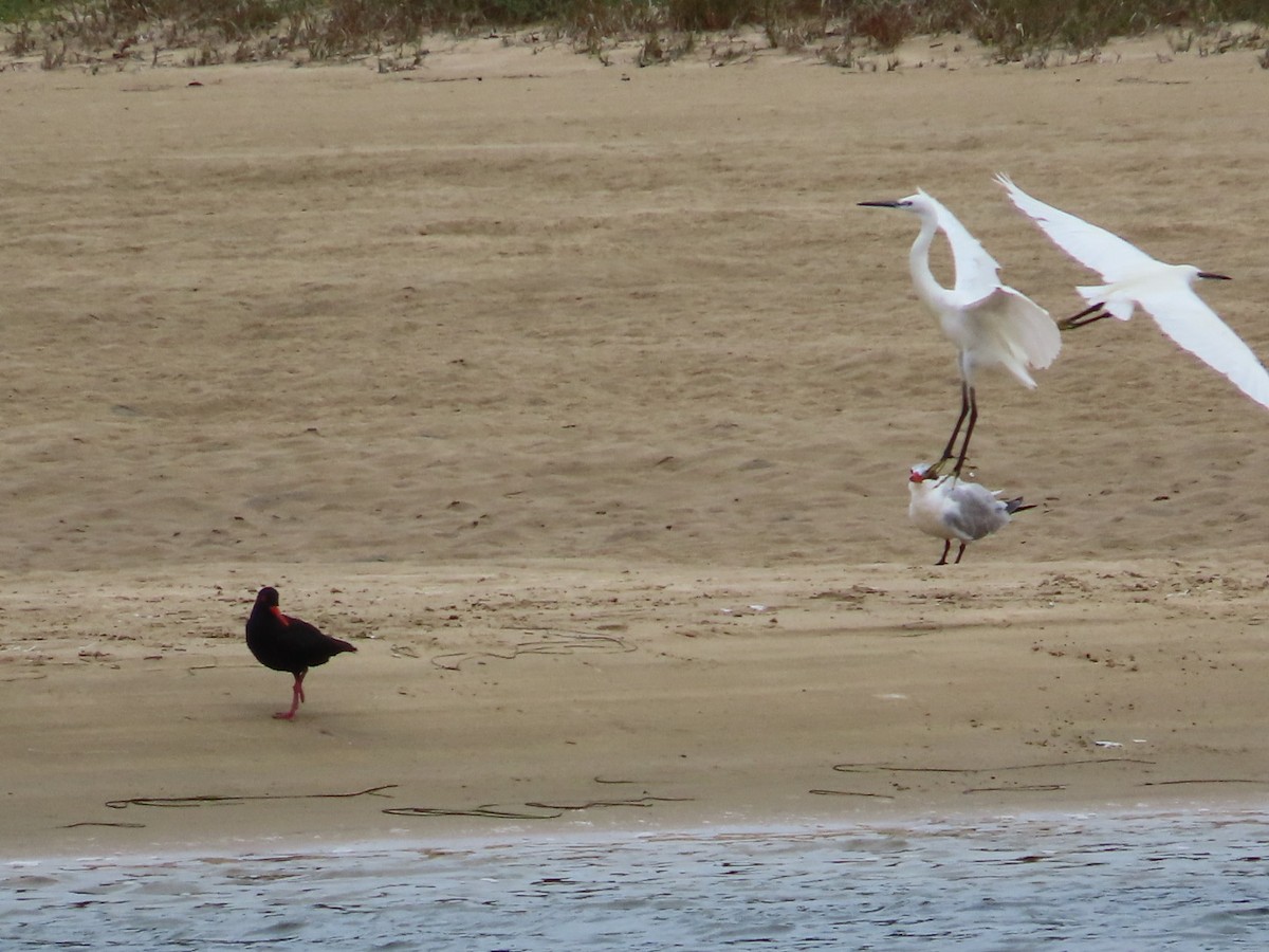 African Oystercatcher - ML616211571