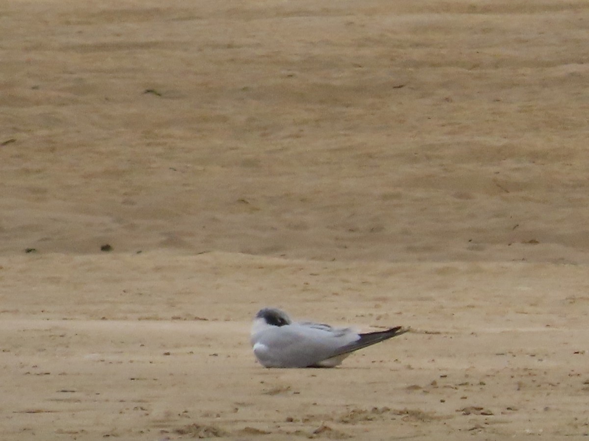 Caspian Tern - Lurine Piek