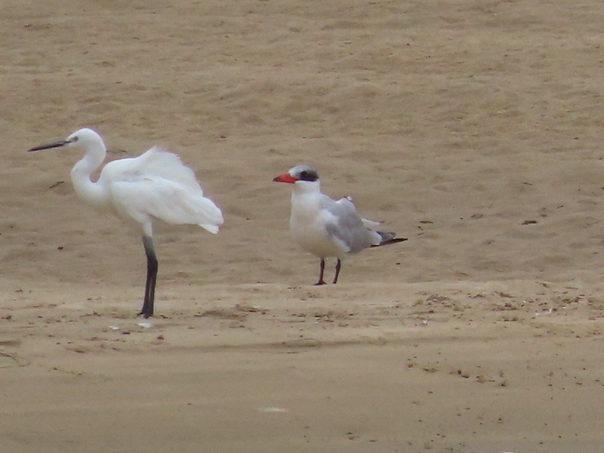 Caspian Tern - ML616211612