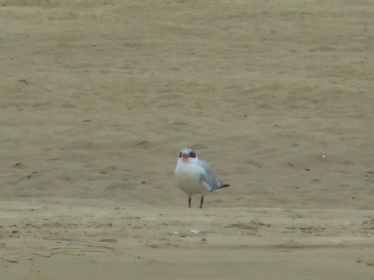 Caspian Tern - ML616211613