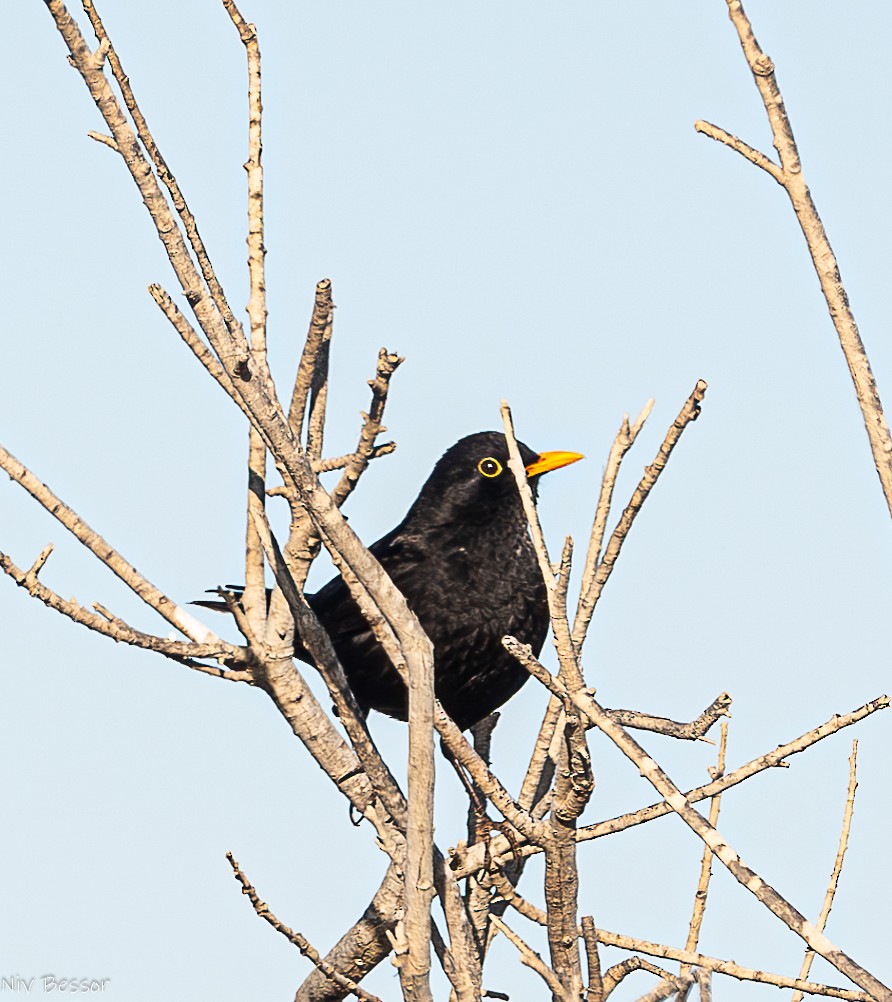 Eurasian Blackbird - Niv Bessor