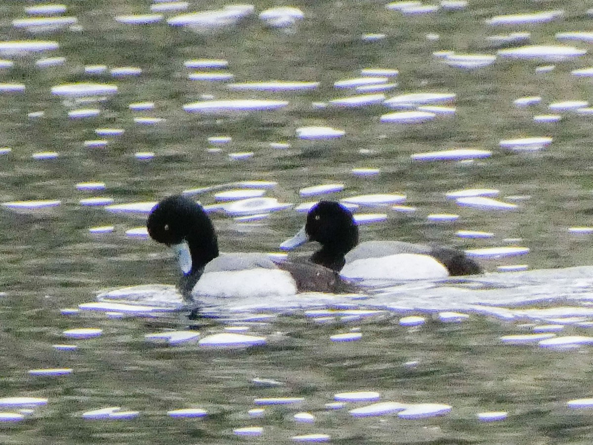 Greater Scaup - ML616211639