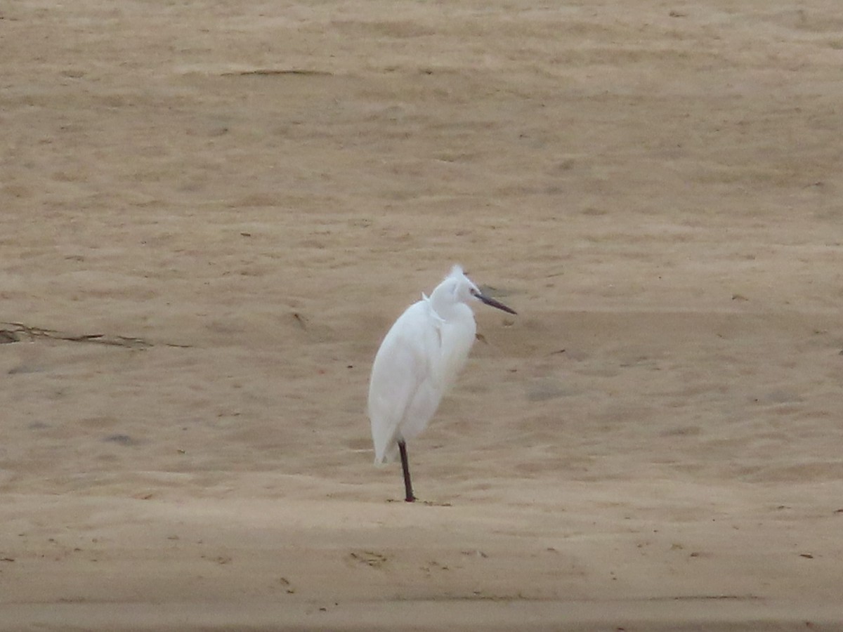 Little Egret (Western) - ML616211648