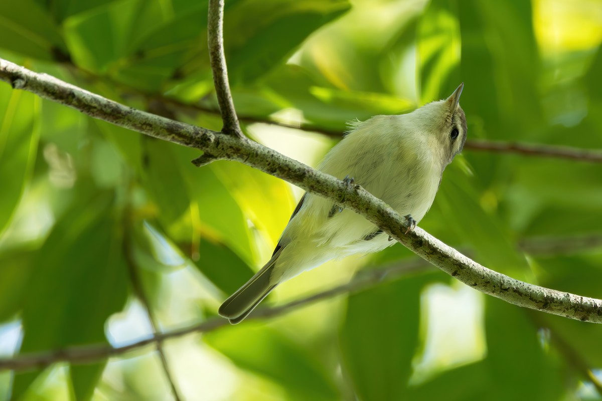 Warbling Vireo (Western) - ML616211655