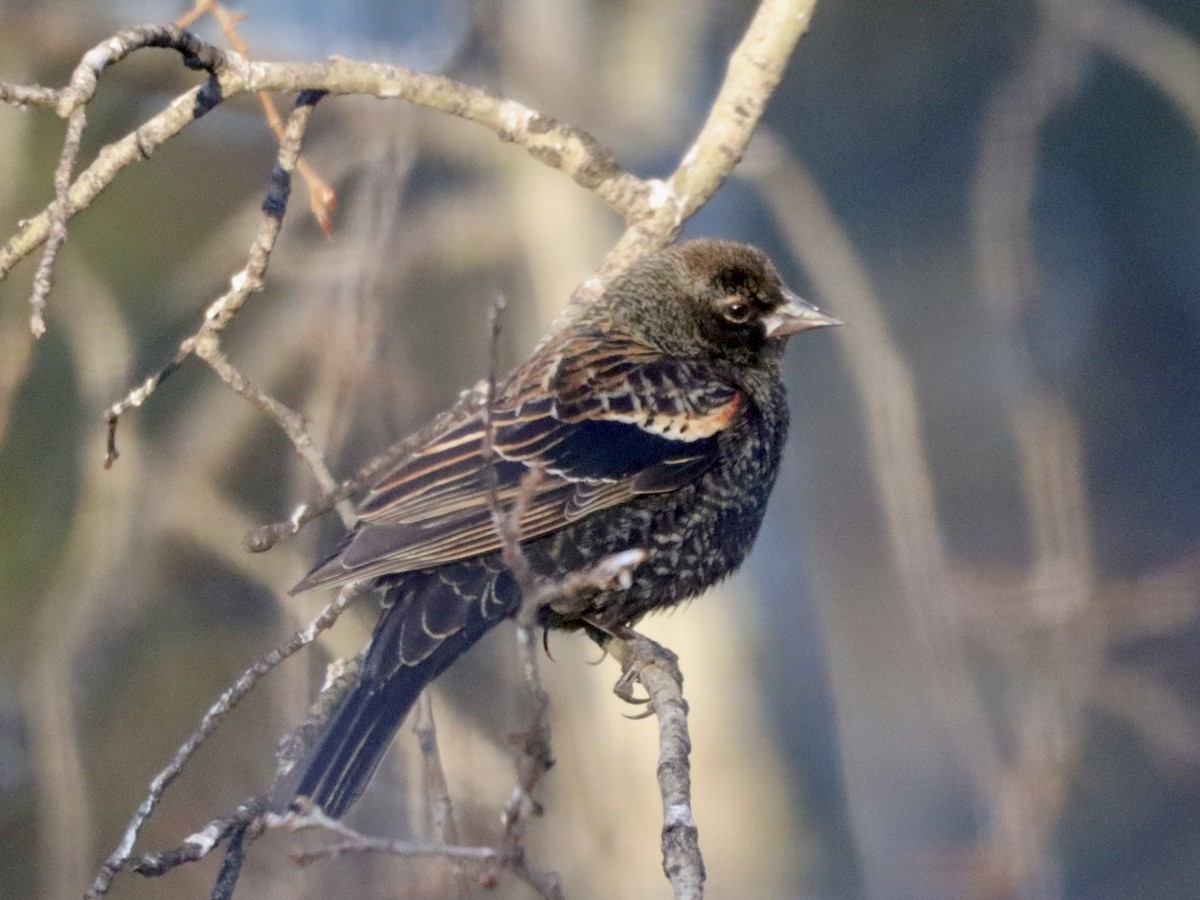 Red-winged Blackbird - ML616211677