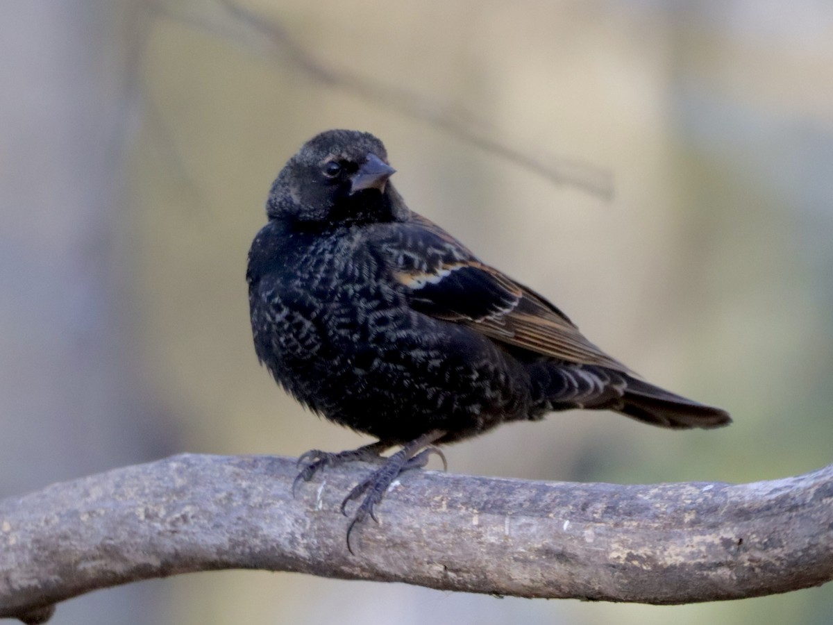 Red-winged Blackbird - ML616211678