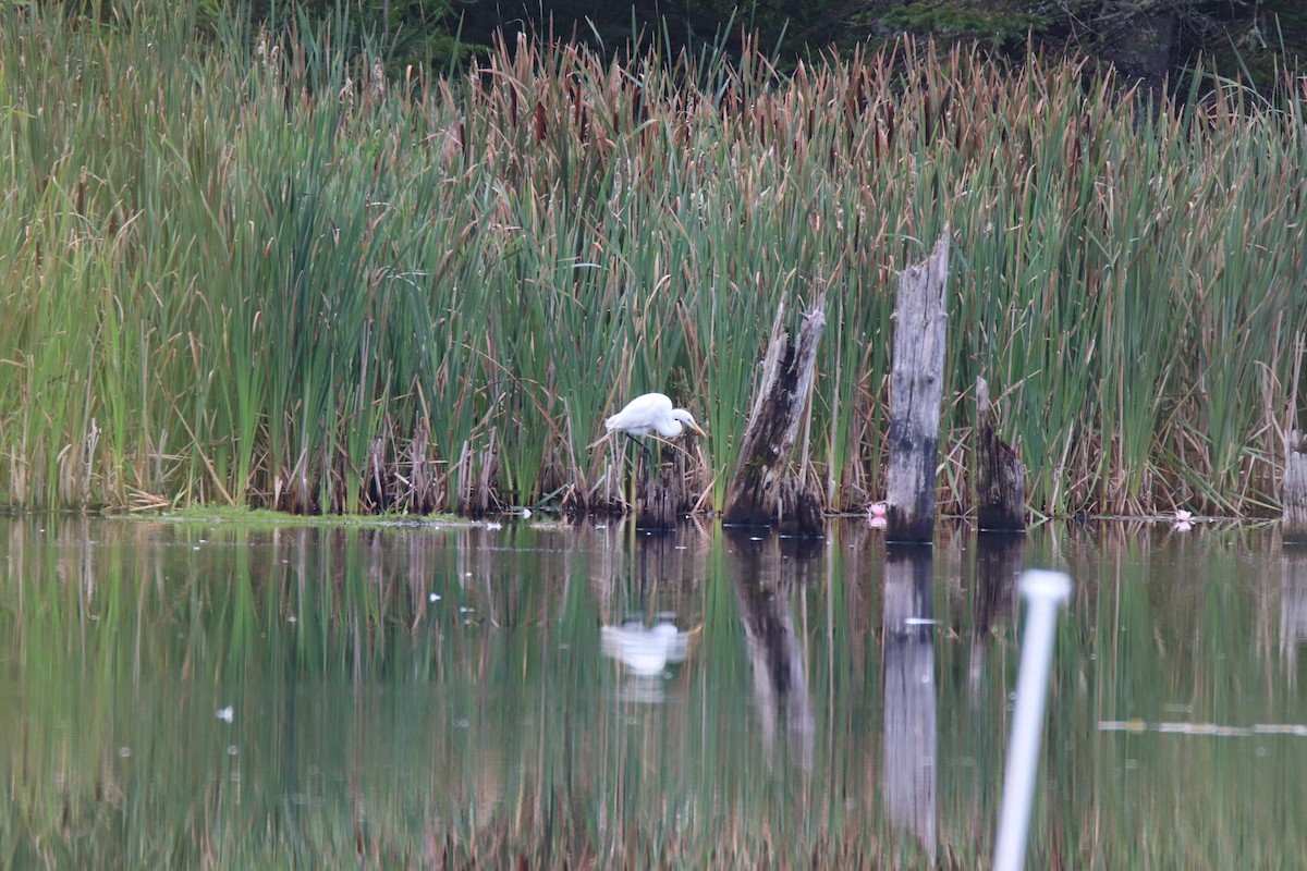 Great Egret - ML616211708