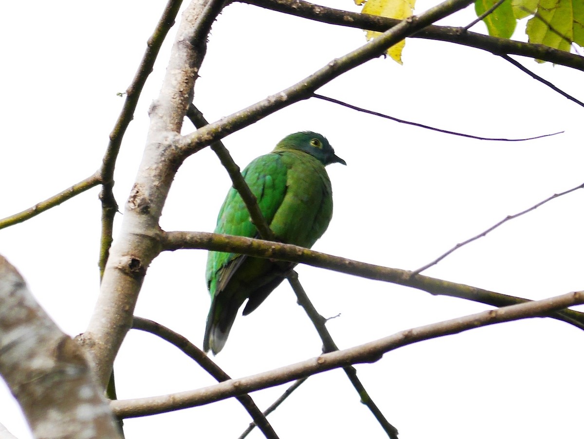 Black-naped Fruit-Dove - Brett Hartl