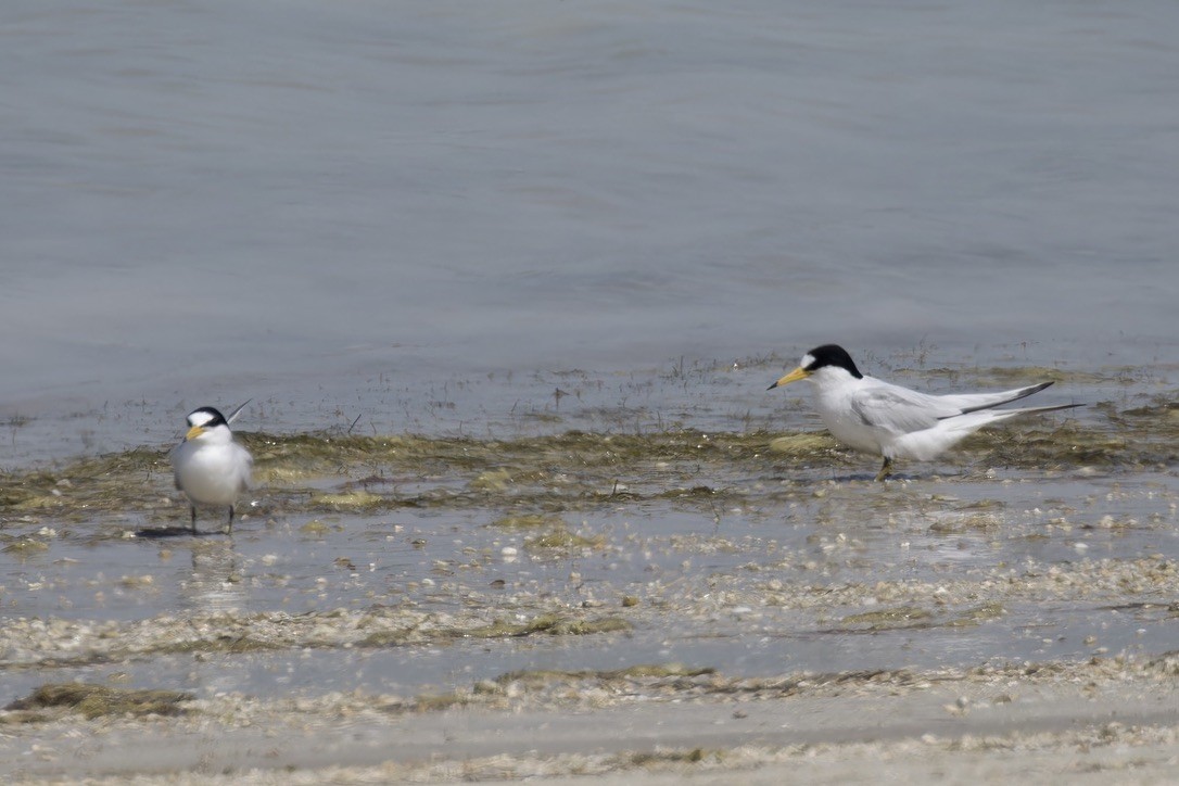 Saunders's Tern - ML616211721