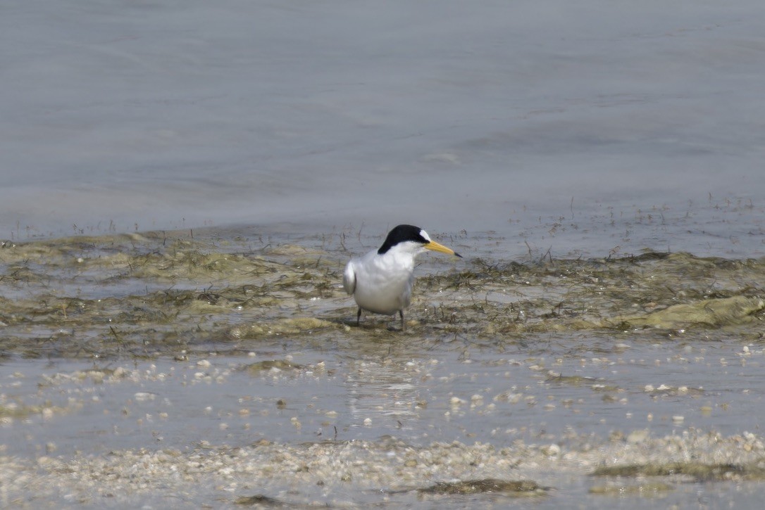 Saunders's Tern - ML616211722