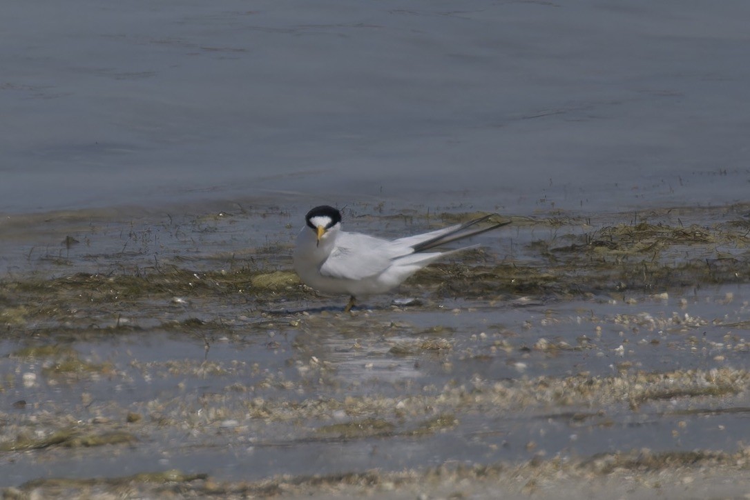 Saunders's Tern - ML616211723