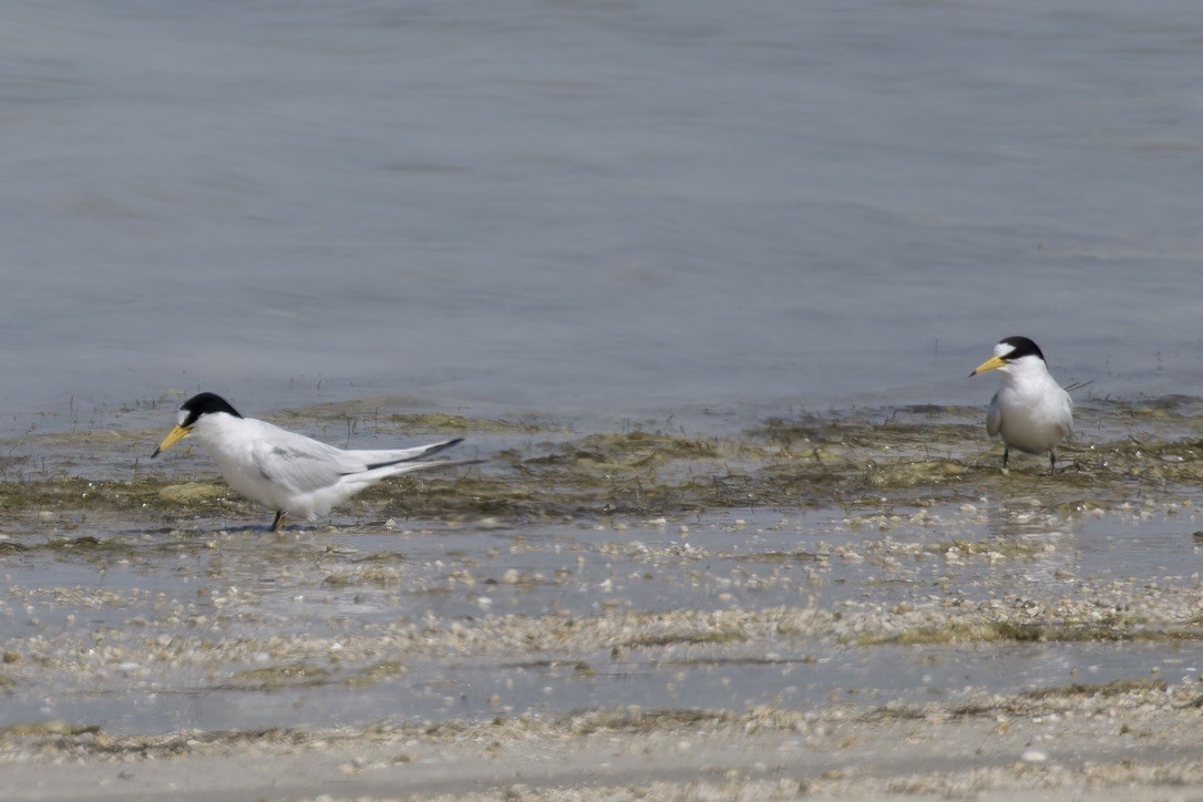 Saunders's Tern - ML616211725