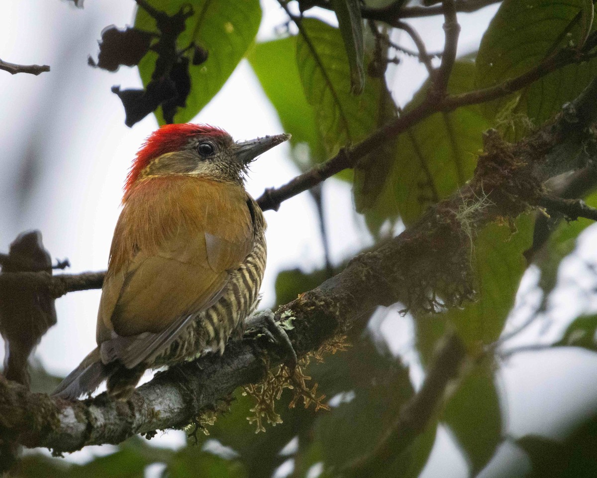 Bar-bellied Woodpecker - Benny Jacobs-Schwartz