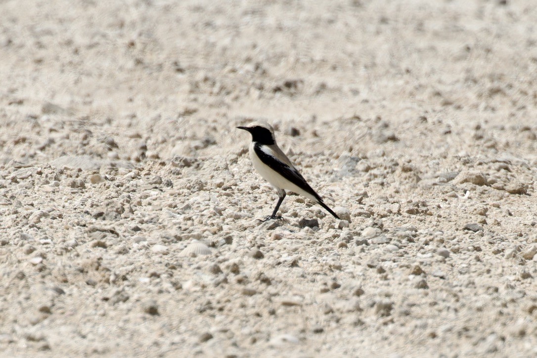 Desert Wheatear - Ted Burkett