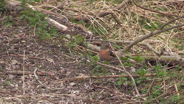 Common Chaffinch - ML616211821