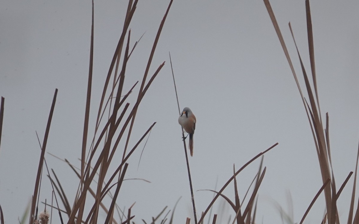 Bearded Reedling - ML616211910