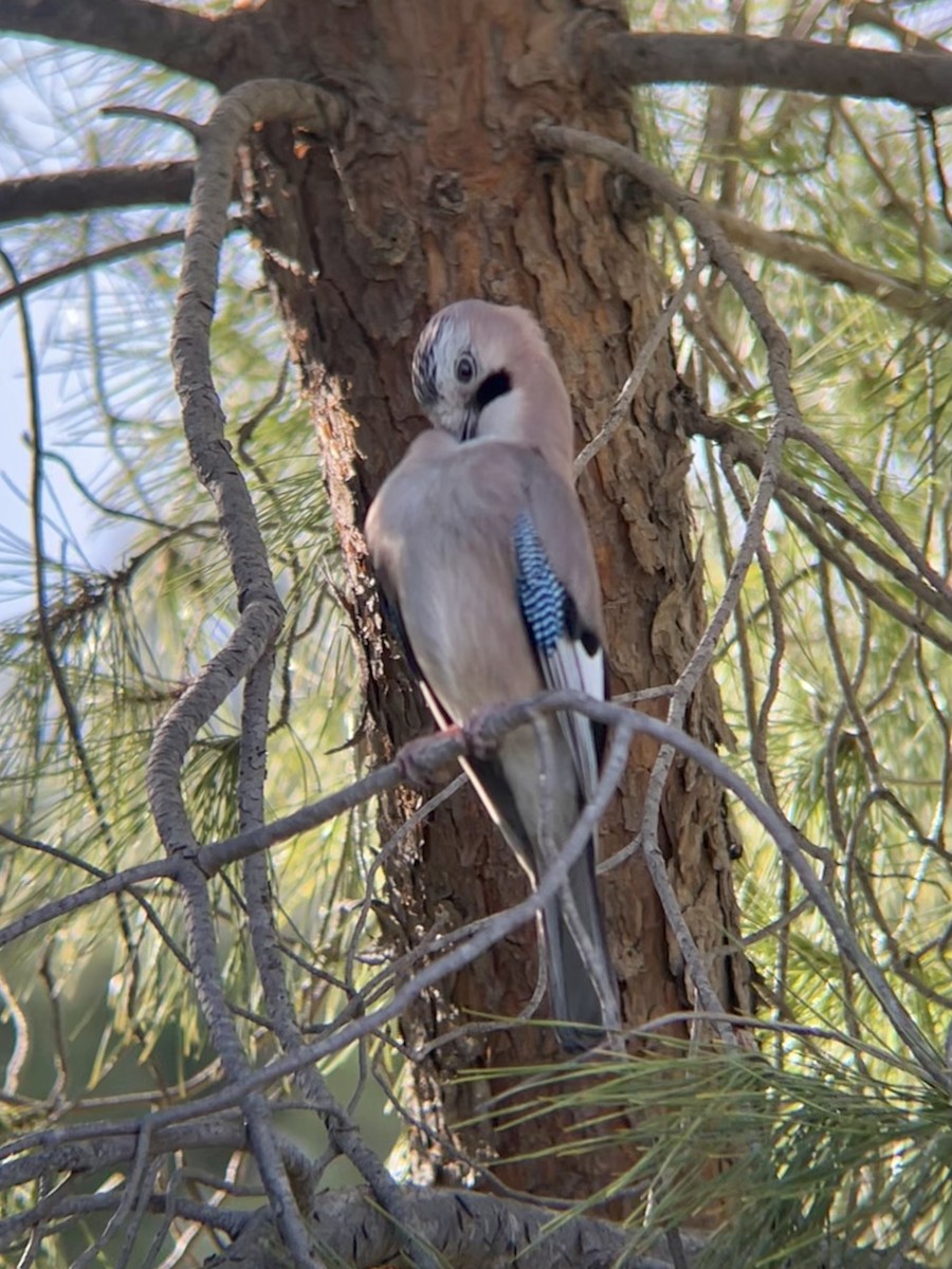 Eurasian Jay - ML616211958