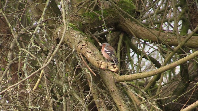 Common Chaffinch - ML616211967