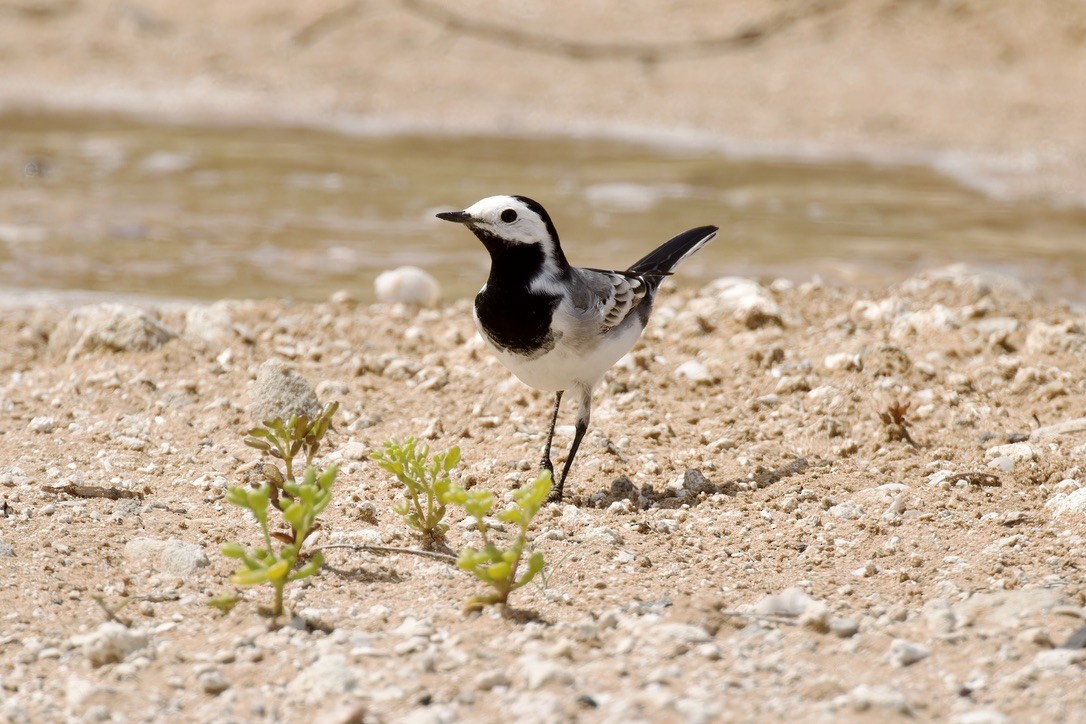 White Wagtail - Ted Burkett