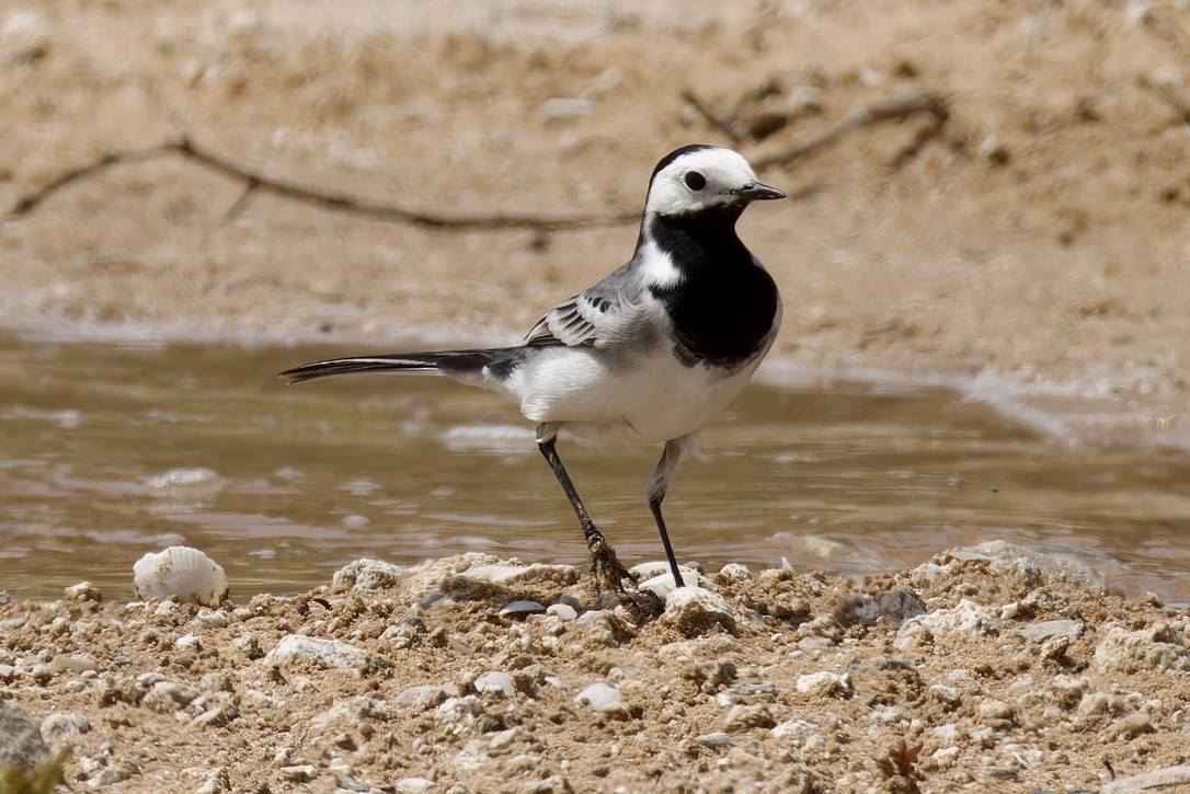 White Wagtail - Ted Burkett