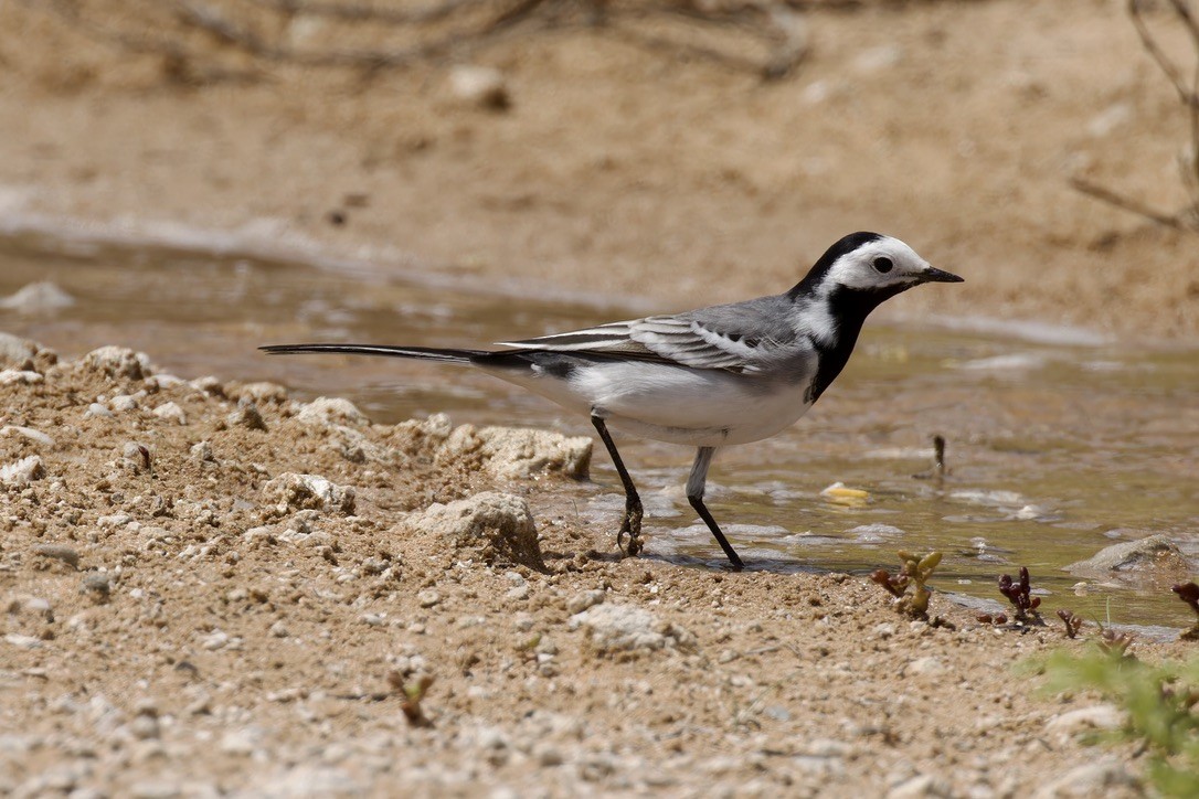 White Wagtail - Ted Burkett