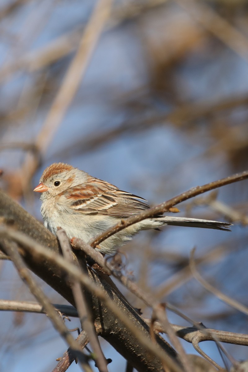 Field Sparrow - ML616212012