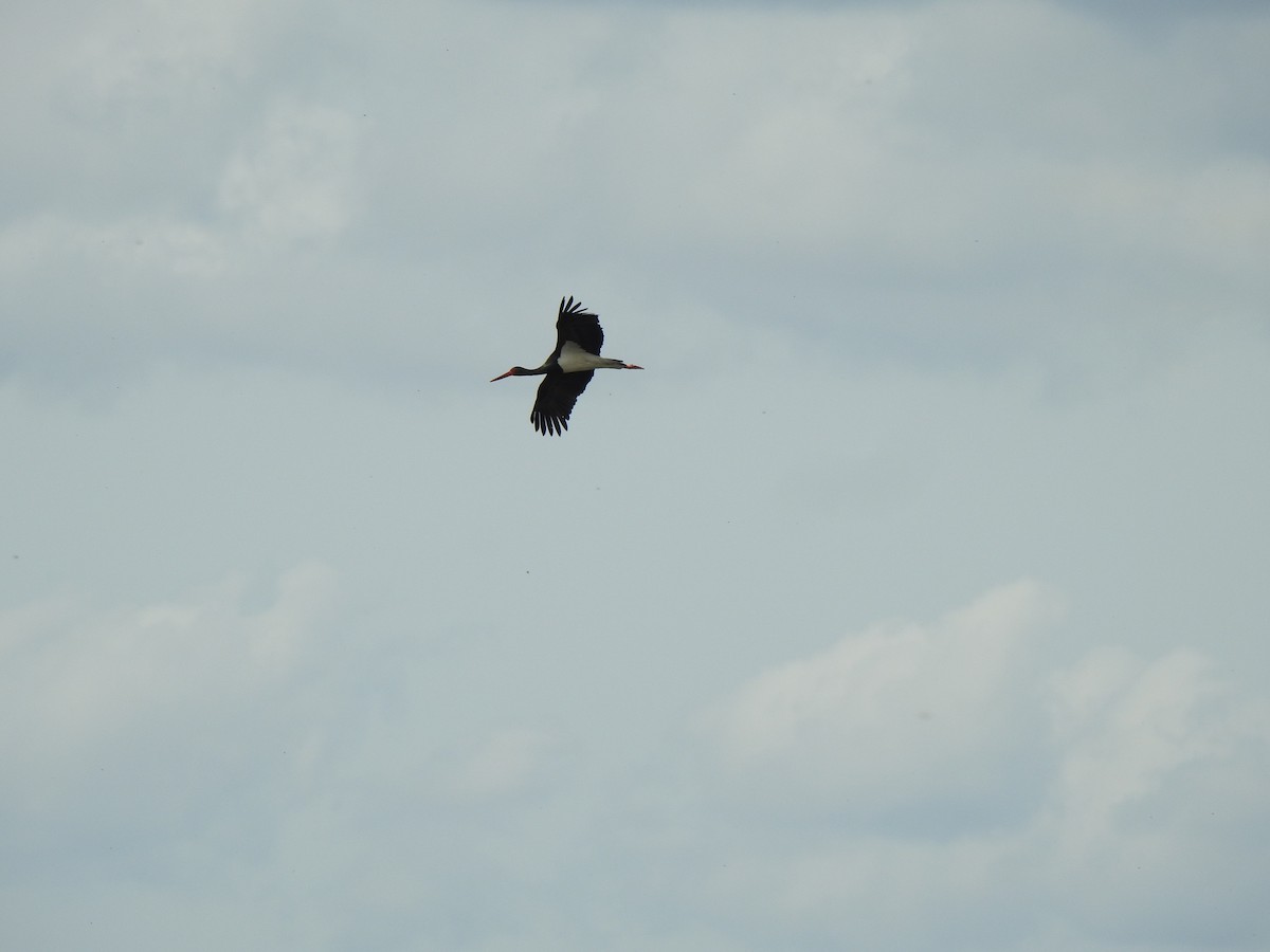 Black Stork - Gary Losada