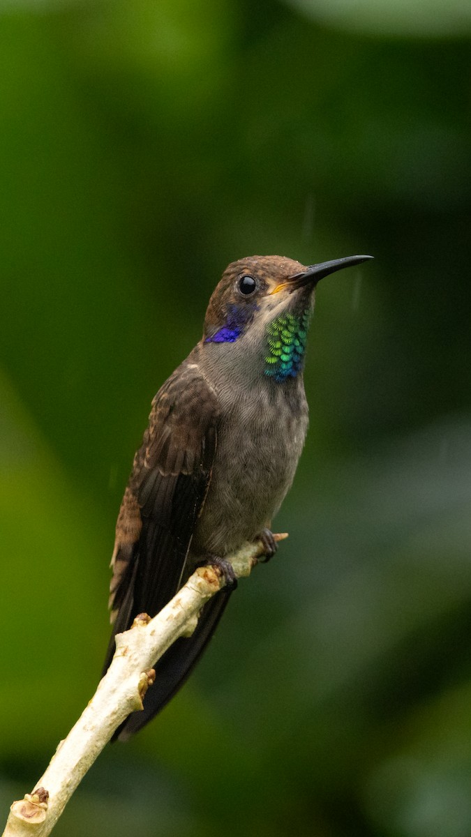 Colibrí Pardo - ML616212155