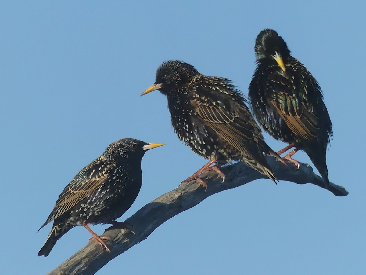 European Starling - Gordon Curry