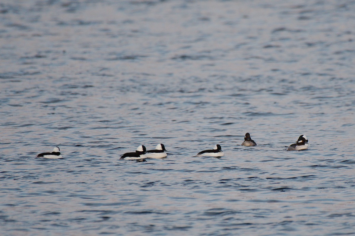 Bufflehead - ML616212166