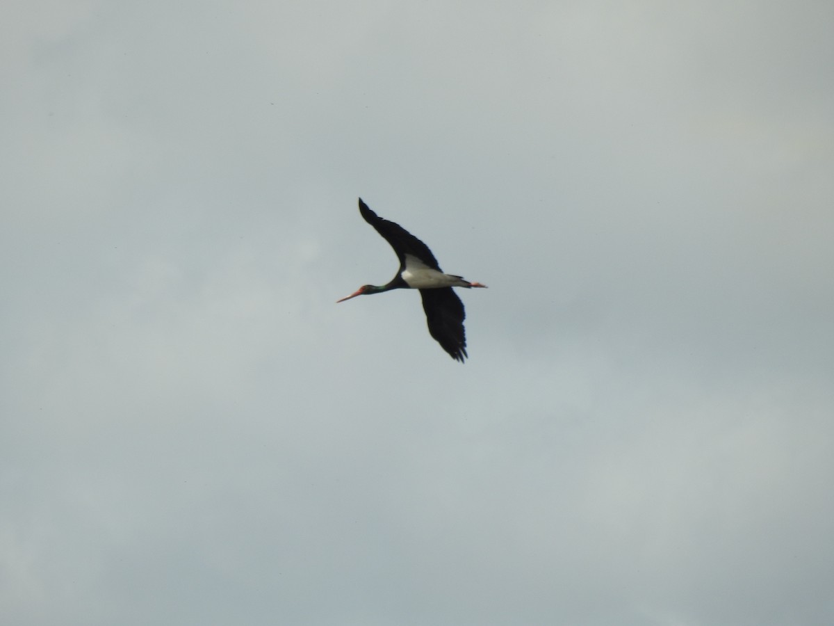 Black Stork - Gary Losada